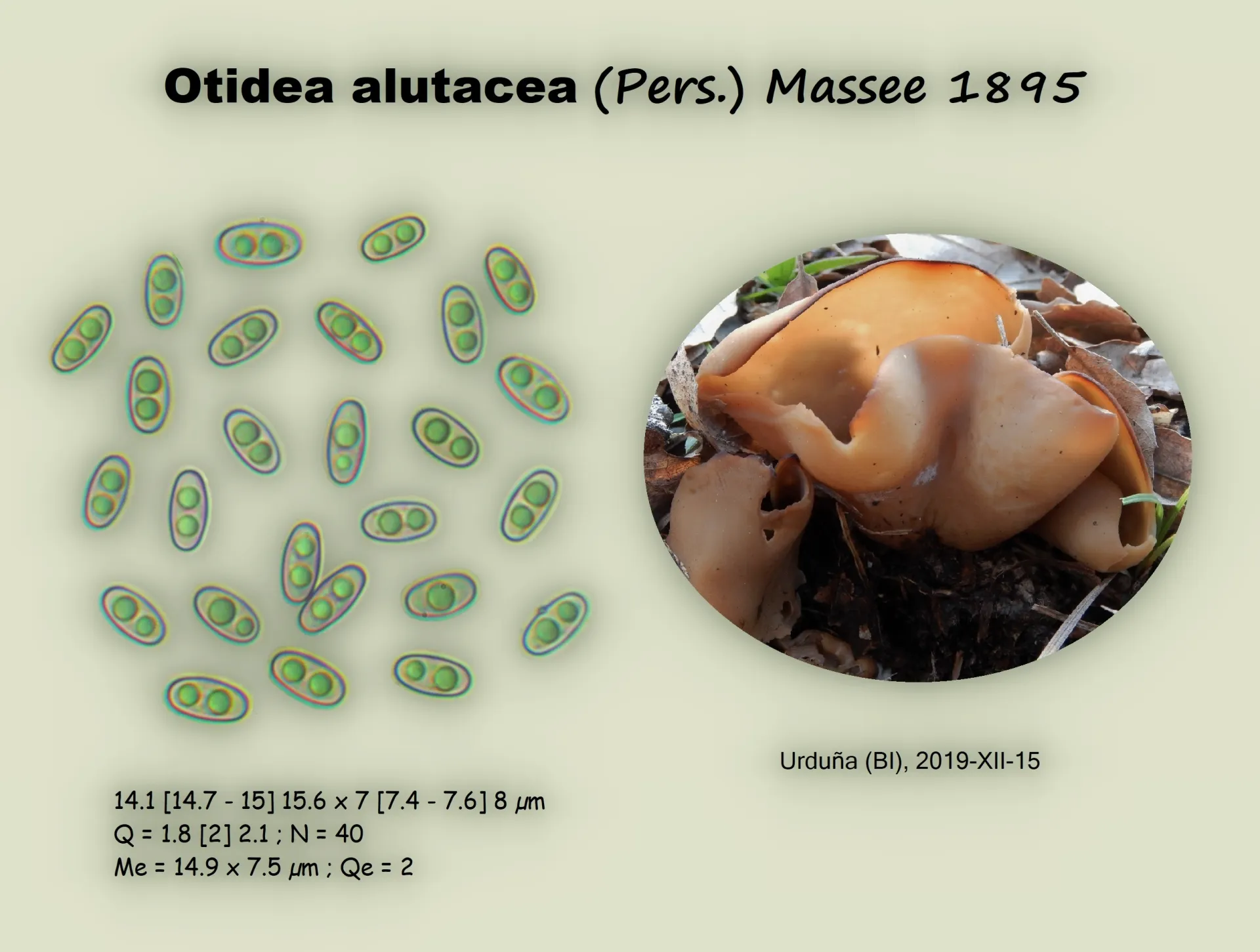 Microscopía de Otidea alutacea